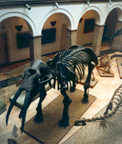 esqueleto de mamut