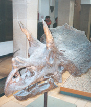 craneo del triceratops