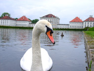 un cisne delante del Castillo Nymphenburg