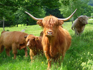 vacas y toros escoceses