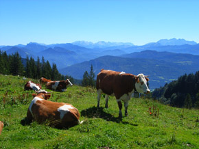 vacas con panorama
