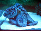 un octopus vivo