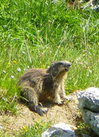 una marmota