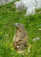 otra marmota