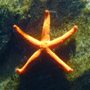 estrella del mar